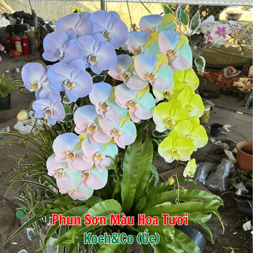 Sơn Xịt Hoa Tươi Úc Màu Tím Nhạt Light Purple 2516