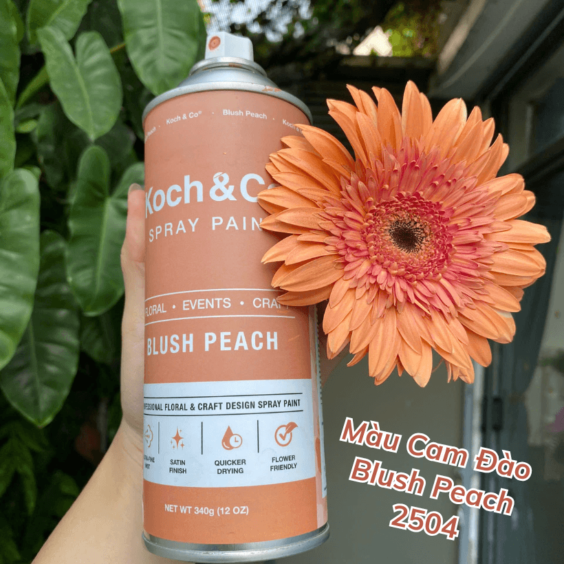 Sơn Xịt Hoa Tươi Úc Màu Cam Đào Blush Peach 2504