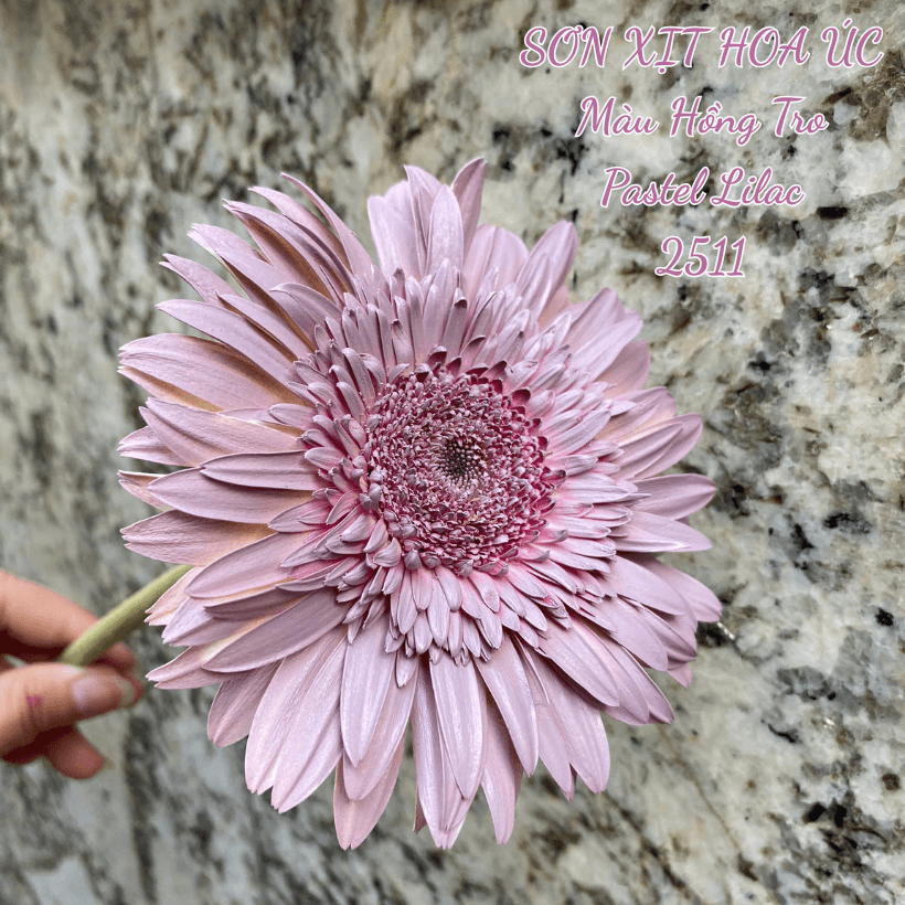 Sơn Xịt Hoa Tươi Úc Màu Hồng Tro Pastel Lilac 2511 Koch & Co