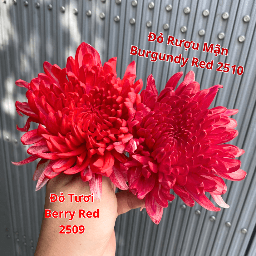 Sơn Xịt Hoa Tươi Úc Màu Đỏ Rượu Mận Burgundy Red 2510