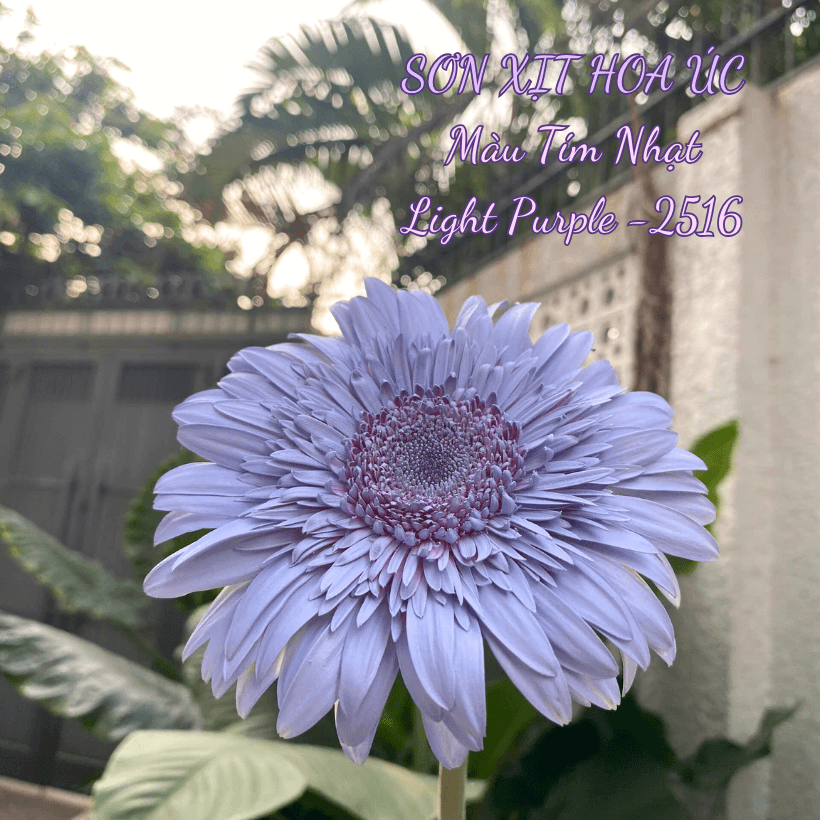 Sơn Xịt Hoa Tươi Úc Màu Tím Nhạt Light Purple 2516