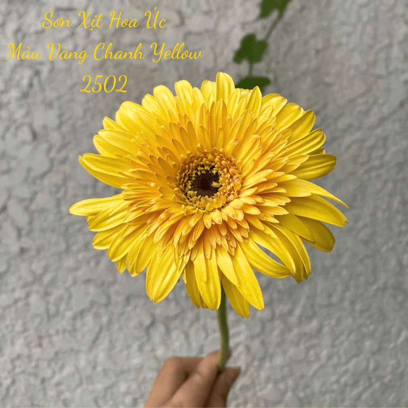 Sơn Xịt Hoa Tươi Úc Màu Vàng Chanh Yellow 2502