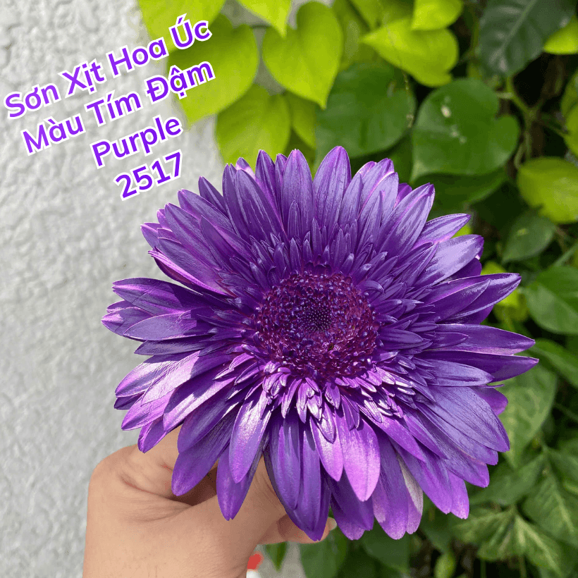 Sơn Xịt Hoa Tươi Úc Màu Tím Đậm Purple 2517