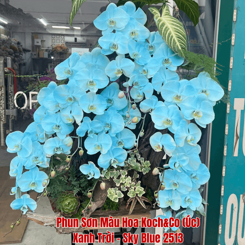 Sơn Xịt Hoa Tươi Úc Màu Xanh Trời Sky Blue 2513