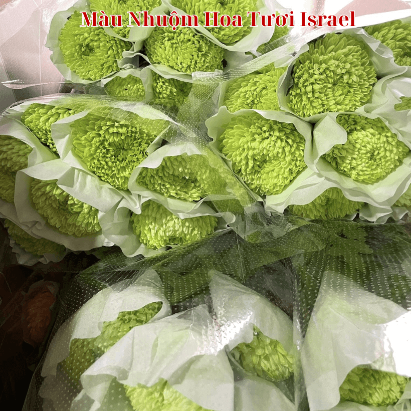 Nước Nhuộm Hoa Tươi Màu Xanh Cốm Pre 08