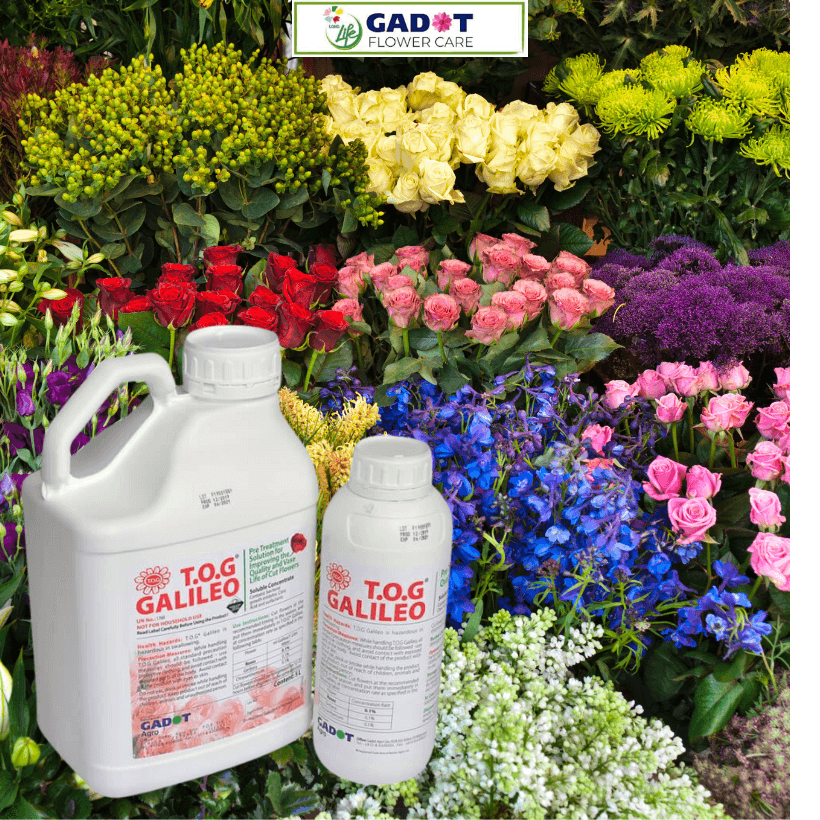 Nước Dưỡng Hoa TOG Galileo Nhập Khẩu Israel