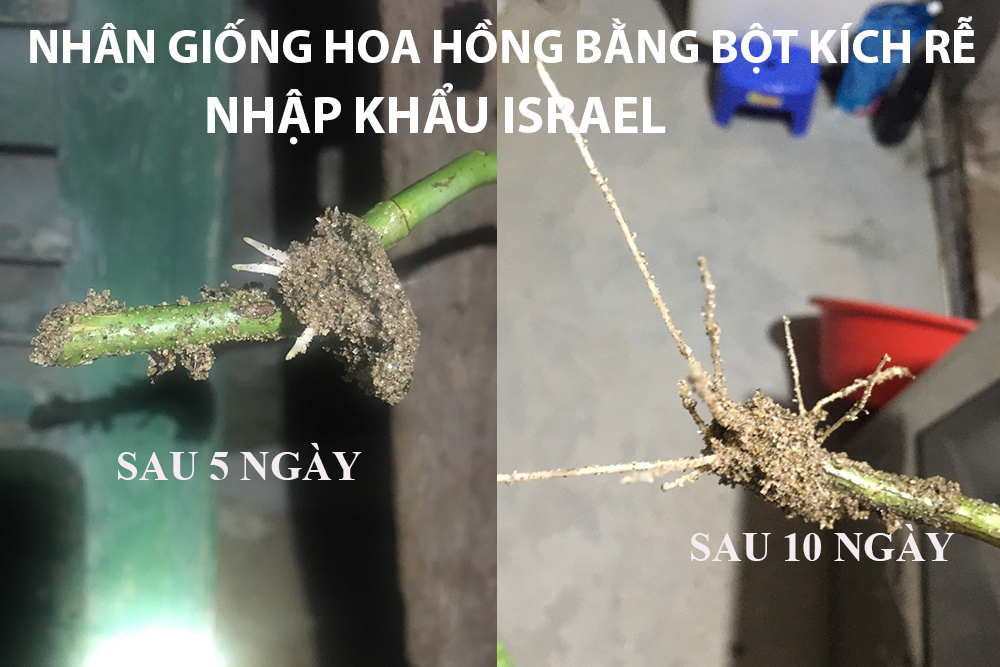 Bột Kích Rễ Thân Gỗ Hormoril T6