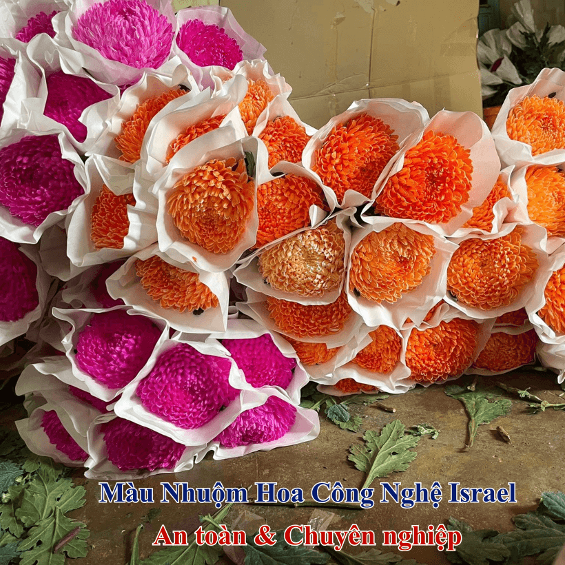 Nước Nhuộm Hoa Tươi Màu Cam Lửa Đậm Pre 04