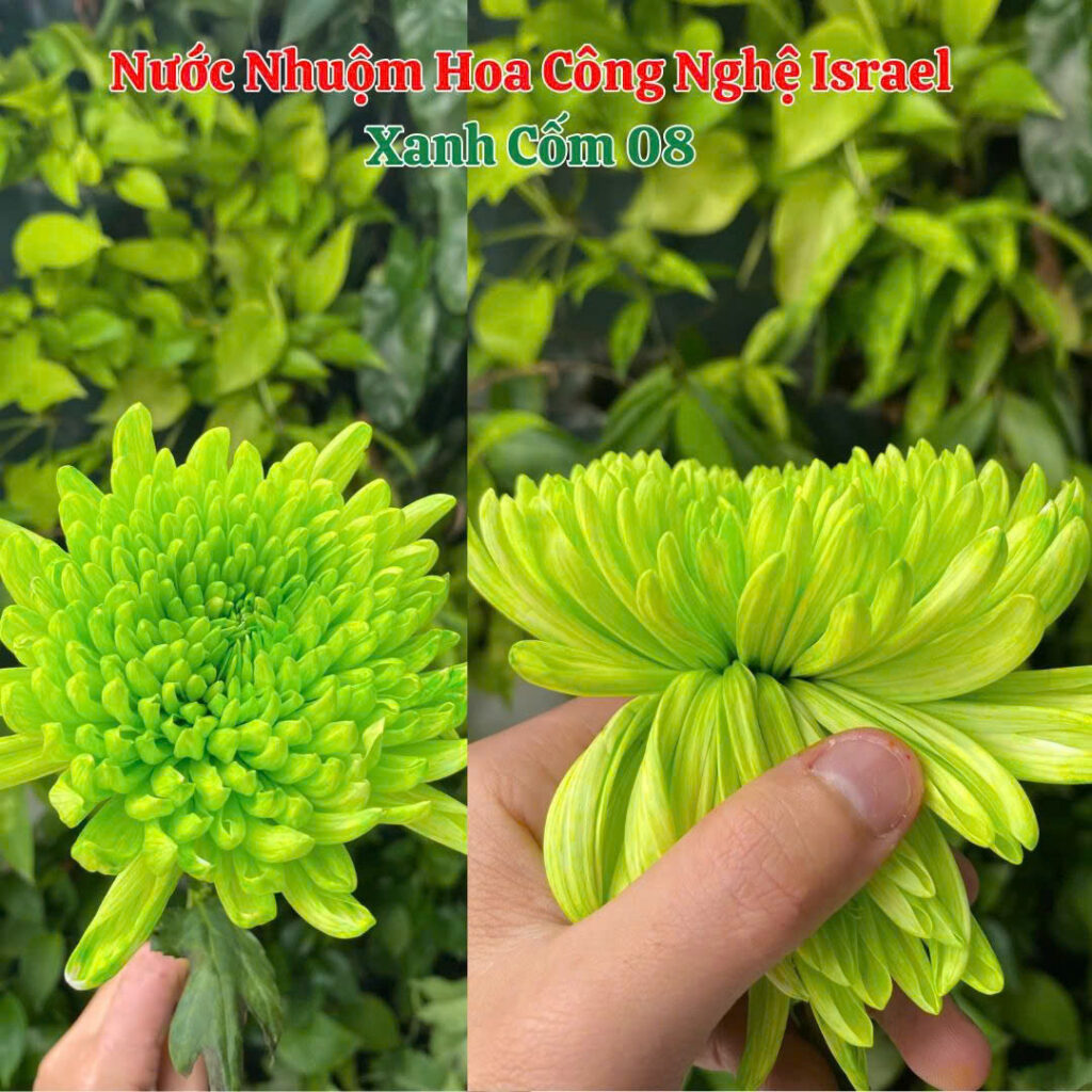 Nước Nhuộm Hoa Tươi Màu Xanh Cốm Pre 08