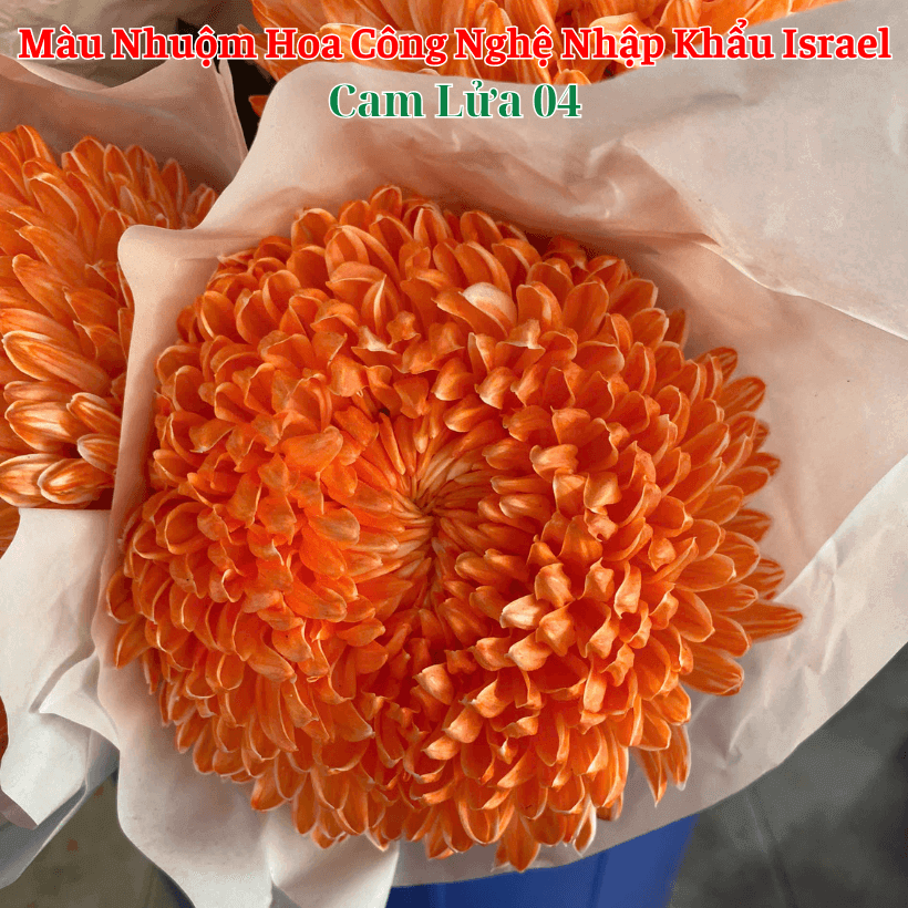 Nước Nhuộm Hoa Tươi Màu Cam Lửa Đậm