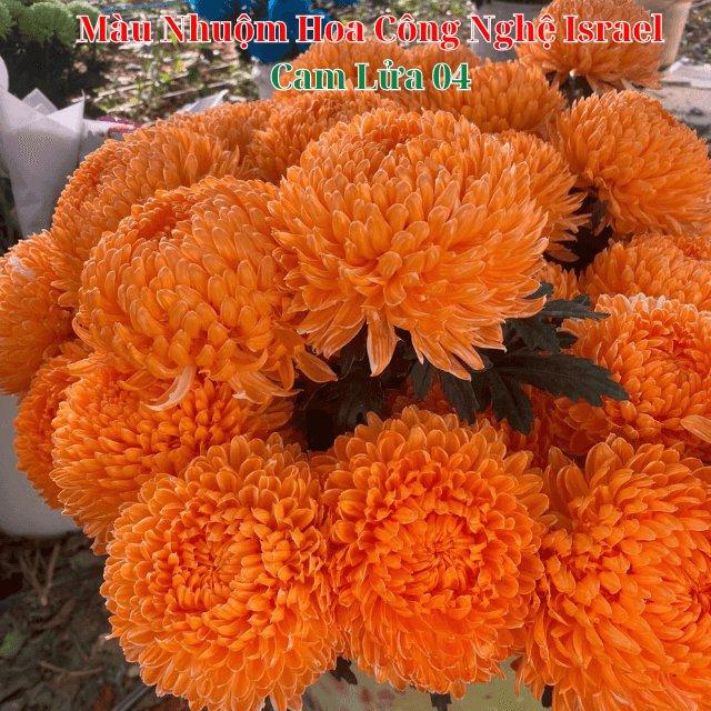 Nước Nhuộm Hoa Tươi Màu Cam Lửa Đậm Pre 04