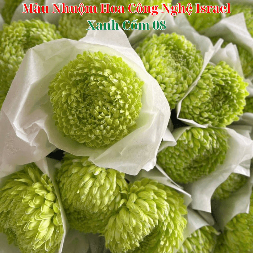 Nước Nhuộm Hoa Tươi Màu Xanh Cốm Pre 08