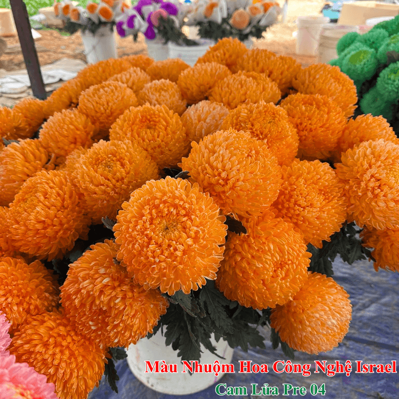 Nước Nhuộm Hoa Tươi Màu Cam Lửa Đậm Pre 04