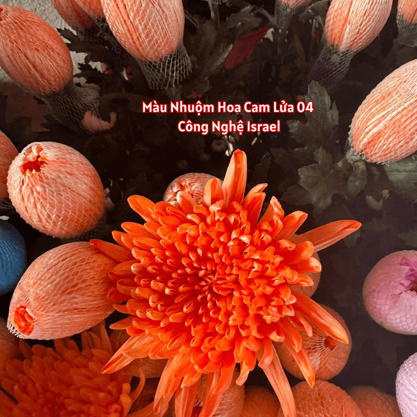 Nước Nhuộm Hoa Tươi Màu Cam Lửa Đậm Pre 04