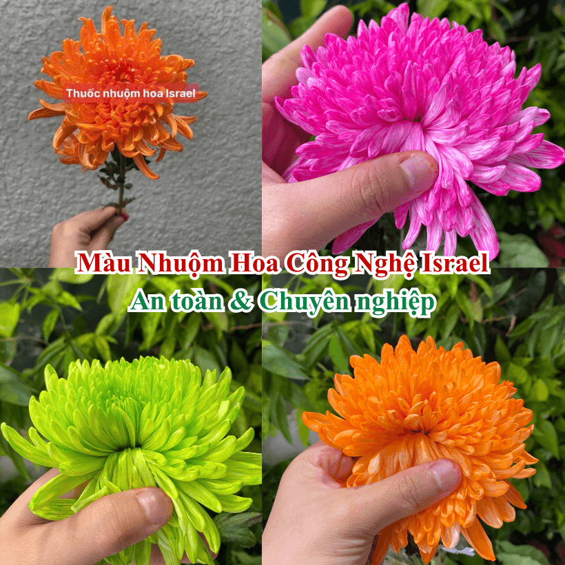 Hoa cúc trắng được nhuộm tự nhiên bằng Nước Màu Premium Color Israel.