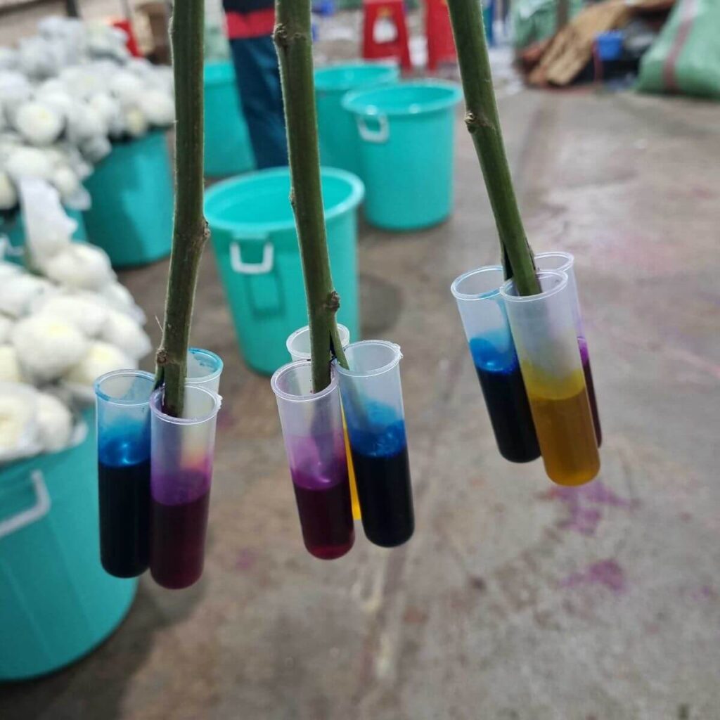 Nước Màu Nhuộm Hoa Tươi Cho Học Sinh