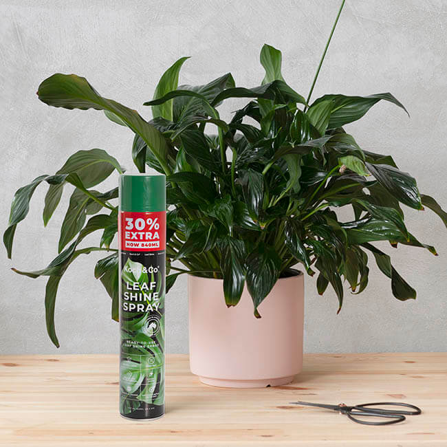 Bình Xịt Bóng Lá Kiểng Leaf Shine Úc 840ml