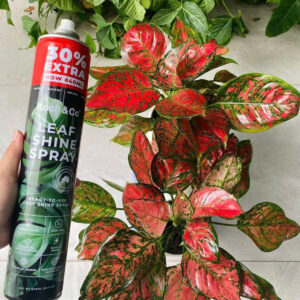 Bình Bóng Kiểng Lá Leaf Shine Úc 840ml giúp bộ Lá Xanh Bóng Sạch tự nhiên