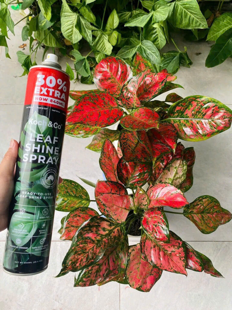 Bình Xịt Bóng Lá Kiểng Leaf Shine Úc 840ml