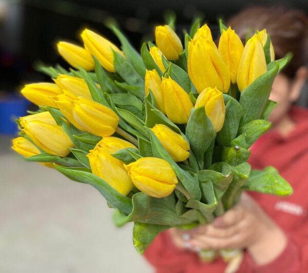 Nước Cắm Hoa Tulip LongLife Bulbs Israel Dạng Bột 1KG (Pha 100L Nước)