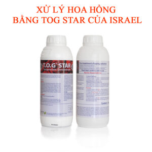 TOG Star Israel – Giải Pháp Xử Lý Hoa Hồng Sau Thu Hoạch, Ngăn Thối Cánh Do Nấm Botrytis