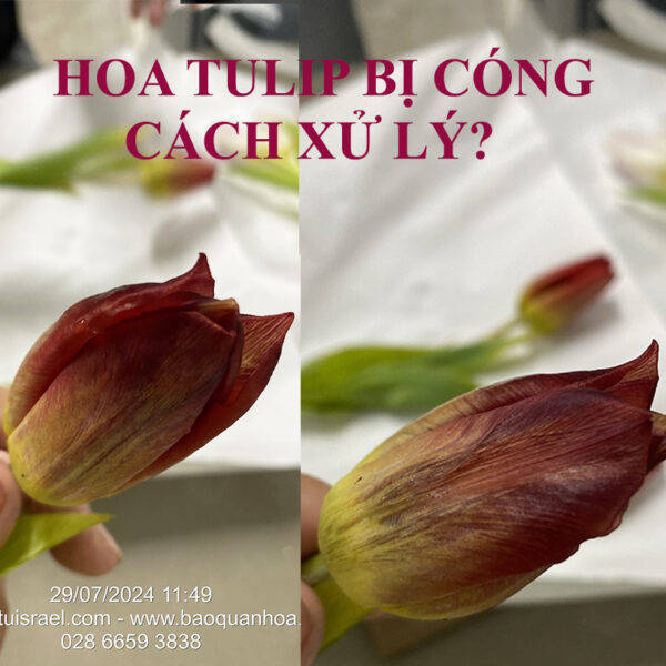 Nước Cắm Hoa Tulip LongLife Bulbs Israel là chế phẩm dạng bột hòa tan, pha với nước để tạo dung dịch dưỡng chuyên dụng cho hoa Tulip và Hoa Ly. Hộp 1kg pha được 100 lít nước, giúp hoa hút nước tốt, nở đều và tươi lâu.