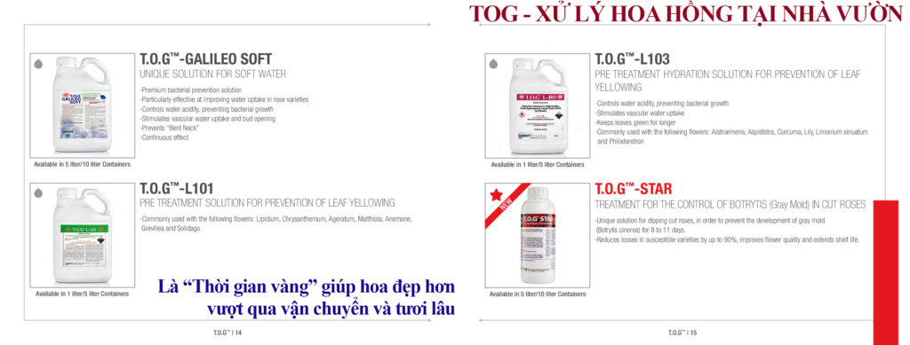 TOG Star Israel – Giải Pháp Hạn Chế Hoa Hồng Bị Bệnh, Thối Cánh, Héo Nhanh Trong Kho Lạnh Và Xuất Khẩu