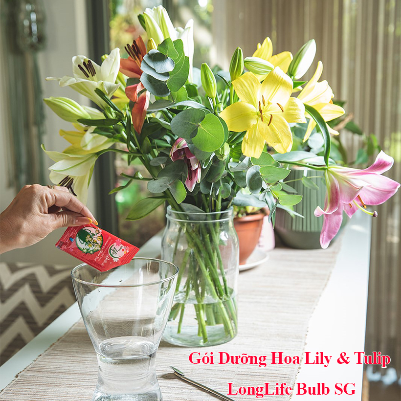 Nước Cắm Hoa Ly Tulip LongLife Bulbs Israel Hộp 5 Gói