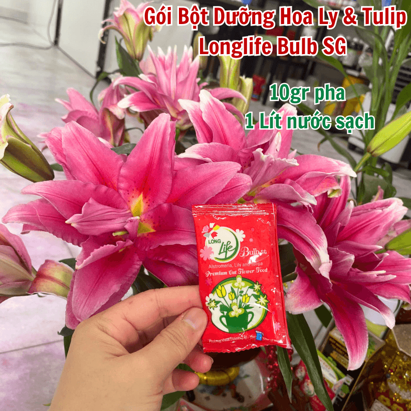 Nước Cắm Hoa Ly Tulip Long Life Bulbs Màu Đỏ