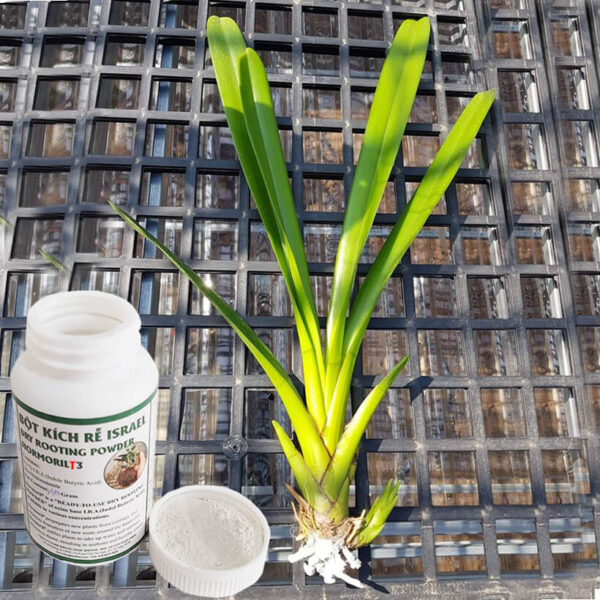 Thuốc Kích Rễ Hoa Lan Israel HORMORIL T3 100gr – Ra Rễ Nhanh, Hỗ Trợ Trị Nấm