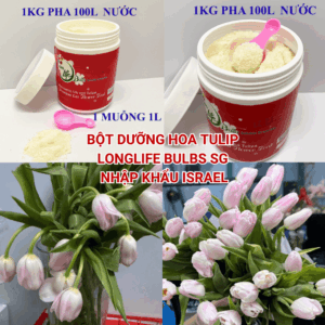 Nước Cắm Hoa Tulip LongLife Bulbs Israel Dạng Bột 1KG (Pha 100L Nước)