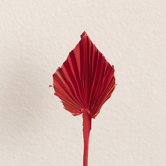 Sơn Xịt Hoa Màu Đỏ Tươi Berry Red 2509 cho Shop Hoa Florist