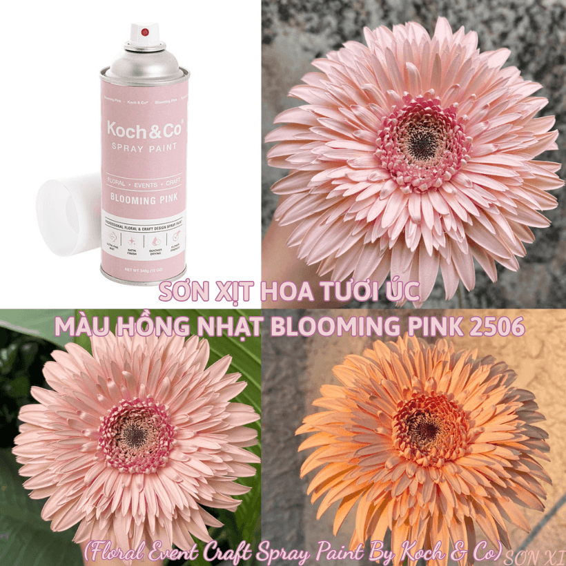Sơn Xịt Hoa Tươi Màu Hồng Nhạt Blooming Pink 2506 Koch & Co