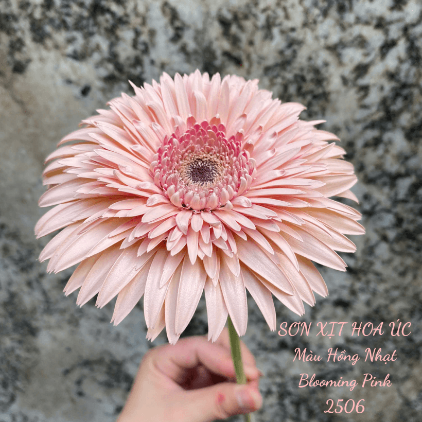 Sơn Xịt Hoa Tươi Màu Hồng Nhạt Blooming Pink 2506 Koch & Co