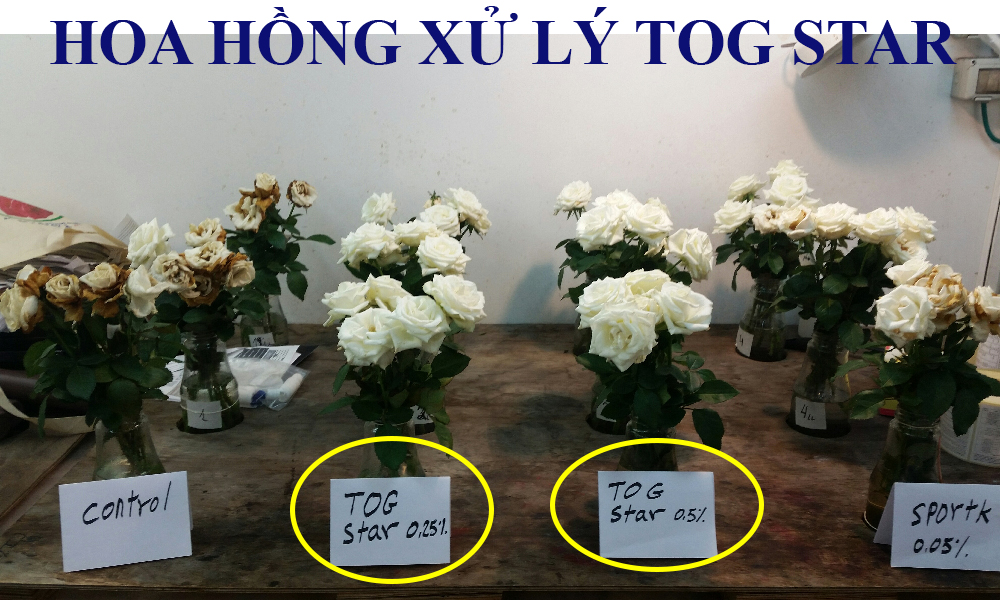 Hoa hồng bị thối cánh, héo nhanh do nấm Botrytis sau thu hoạch