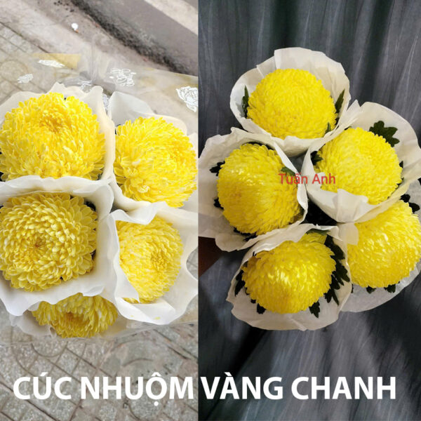 Nước Nhuộm Hoa Tươi Màu Vàng Chanh