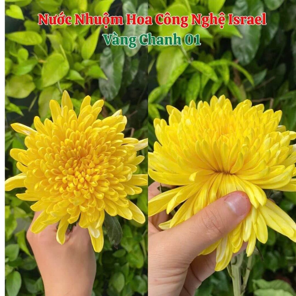 Nước Nhuộm Hoa Tươi Màu Vàng Chanh