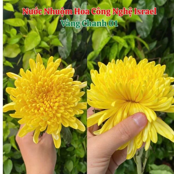 Nước Nhuộm Hoa Tươi Màu Vàng Chanh