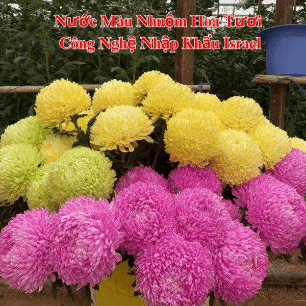 Nước Nhuộm Hoa Tươi Màu Vàng Chanh