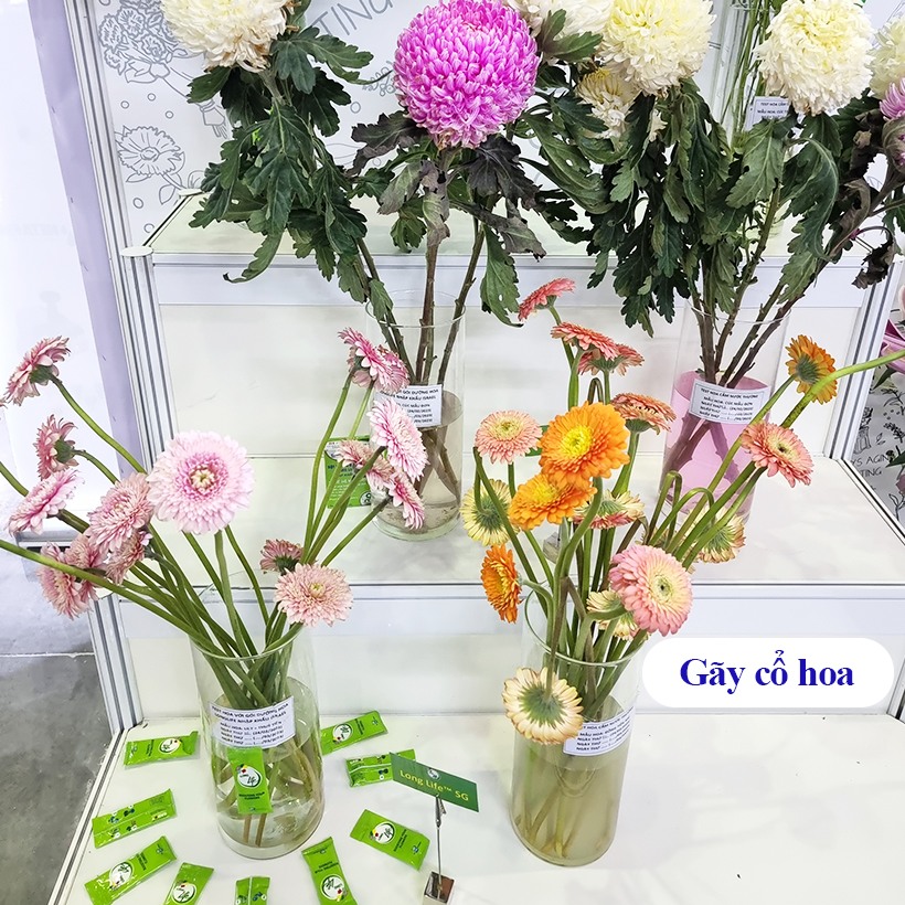 Gói Dưỡng Hoa Tươi Longlife Israel