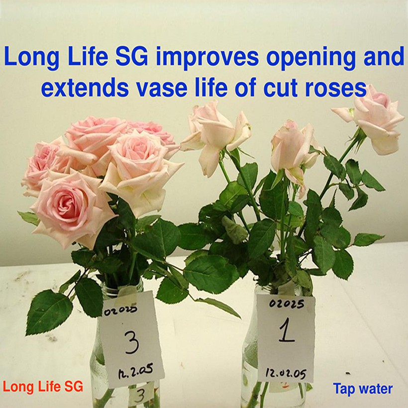 Nước Dưỡng Hoa Hồng Tươi Lâu LongLife Israel