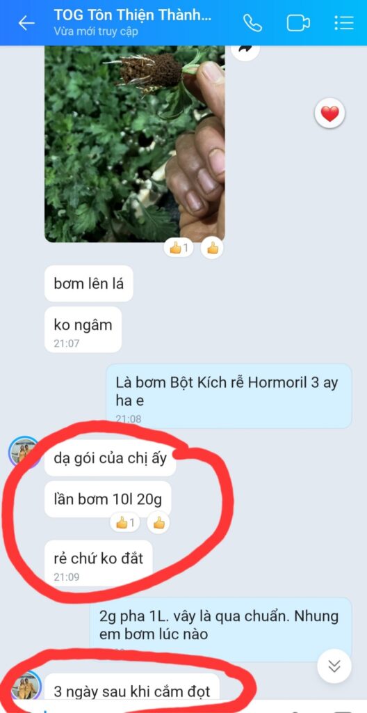 Thuốc Kích Rễ Hoa Lan Israel HORMORIL T3 100gr – Ra Rễ Nhanh, Hỗ Trợ Trị Nấm
