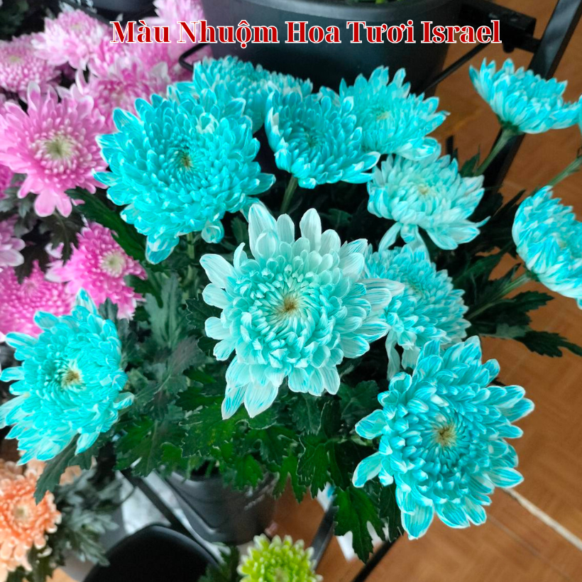 Bột Nhuộm Hoa Tươi Màu Xanh Ngọc Pre 14