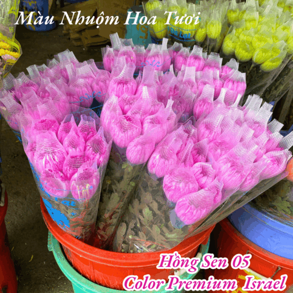 Nước Nhuộm Hoa Tươi Màu Hồng Sen Đậm Pre 05 Công Nghệ Israel