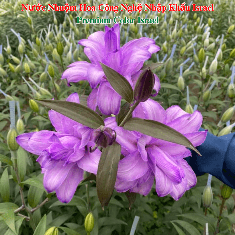 Bột Nhuộm Hoa Tươi Màu Tím Huế Purple Pre 13