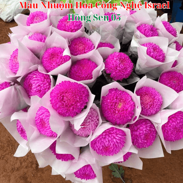 Nước Nhuộm Hoa Tươi Màu Hồng Sen Đậm Pre 05 Công Nghệ Israel