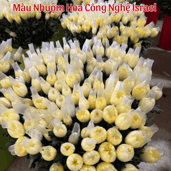 Nước Nhuộm Hoa Tươi Màu Vàng Chanh