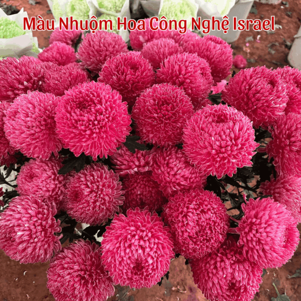 Nước Màu Nhuộm Hoa Tươi
