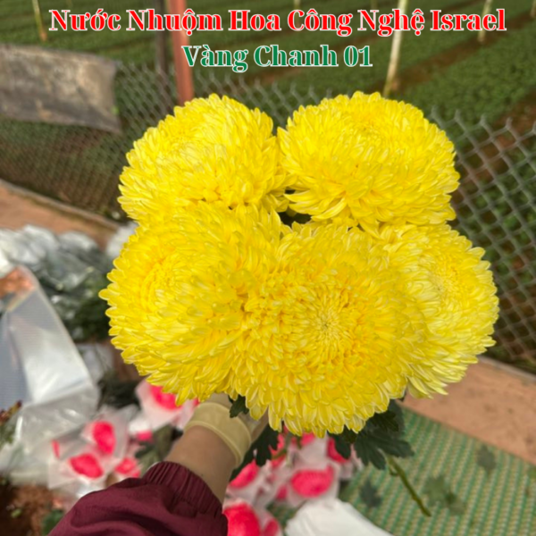 Nước Nhuộm Hoa Tươi Màu Vàng Chanh