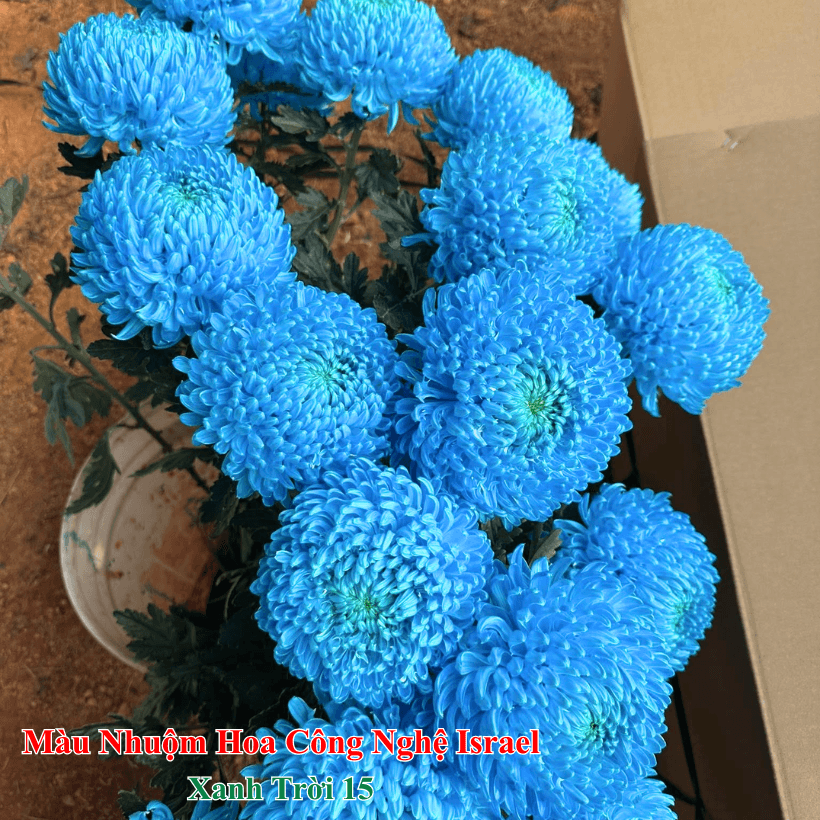 Hoa cúc trắng nhuộm màu Xanh bằng dung dịch Premium Color Israel